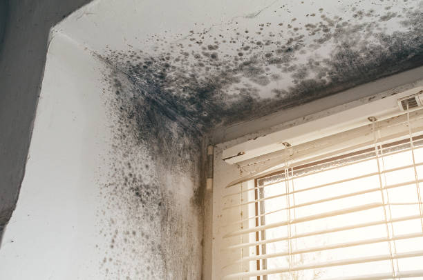 Affordable Hvac And Air Duct Mold Remediation solutions in Emerson, NJ